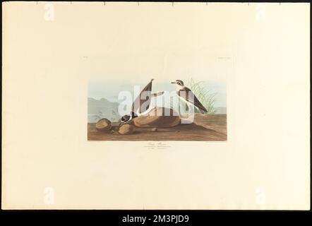 Ringpfeifer: Charadrius semipalmatus. Männlicher Erwachsener, 1. Jung im August 2. c.1 v.4 Platte 330 , Sandpipers, Semipalmierter Sandpiper. Die Vögel Amerikas - aus Originalzeichnungen von John James Audubon Stockfoto