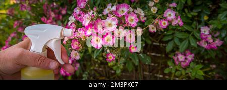 Frau Hand mit Spray auf Rosenpflanze mit rosa Blume von vielen grünen Blattläusen infiziert, in der goldenen Stunde. Ohne Pestizid, mit Wasser, grüne Seife A gemacht Stockfoto