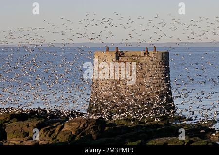 Roter Knoten im Flug im Hafen von Heysham Lancashire UK Stockfoto