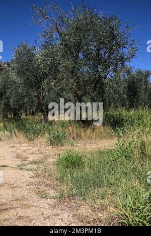 Olivenhain an einem bewölkten Tag mit einem Bergkamm im Hintergrund Stockfoto