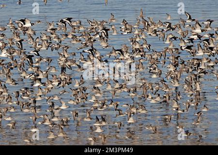 Roter Knoten im Flug im Hafen von Heysham Lancashire UK Stockfoto