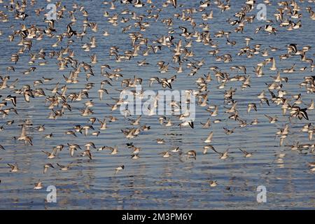 Roter Knoten im Flug im Hafen von Heysham Lancashire UK Stockfoto