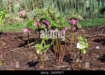 Helleborus orientalis (Helleborus), eine Frühlingsblütenpflanze mit einer rosa, violetten Winterblume, allgemein bekannt als Lenten Rose, Stock Photo Imag Stockfoto
