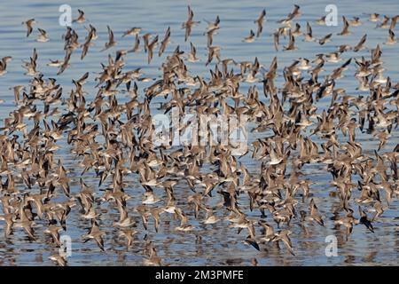 Roter Knoten im Flug im Hafen von Heysham Lancashire UK Stockfoto