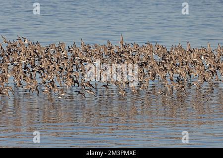 Roter Knoten im Flug im Hafen von Heysham Lancashire UK Stockfoto