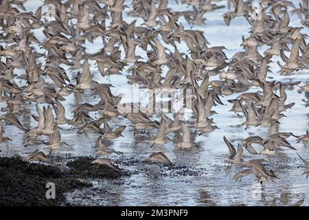 Roter Knoten im Flug im Hafen von Heysham Lancashire UK Stockfoto