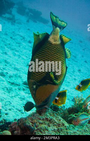 Schöner Picasso Titan Triggerfish, Auslöser Fische an einem bunten Korallenriff im Roten Meer in Ägypten. Blaues Wasser, Hurghada, Sporttauchen, Unterwasser Stockfoto