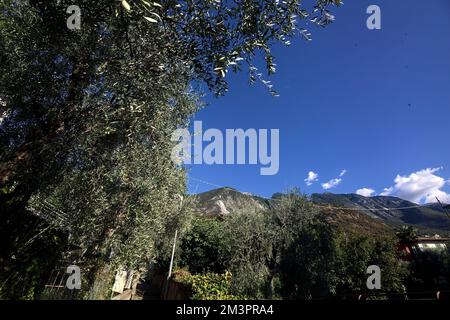 Enge gepflasterte Gasse, umgeben von Mauern inmitten eines Olivenhains an einem sonnigen Tag Stockfoto