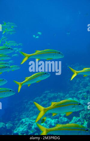 Wunderschöne Ziegenfische, Ziegenfische Schwimmen Im Roten Meer In Ägypten. Blaues Wasser. Entspannt, Hurghada, Sharm El Sheikh, Tier, Sporttauchen, Ozean, Unter Wasser Stockfoto