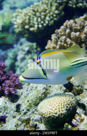 Der wunderschöne Picasso Triggerfish, der Auslösefisch an einem farbenfrohen Korallenriff im Roten Meer in Ägypten. Blaues Wasser, Hurghada, Sporttauchen, Lionfish, Unterwasser Stockfoto