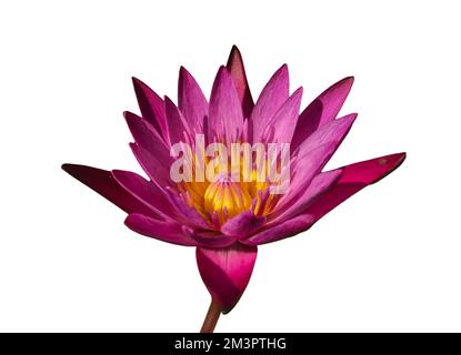 Lotus blüht auf weißem Hintergrund Stockfoto