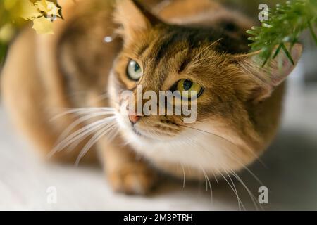 Die Katze sieht sich eine Weihnachtsbaumschmuck an Stockfoto