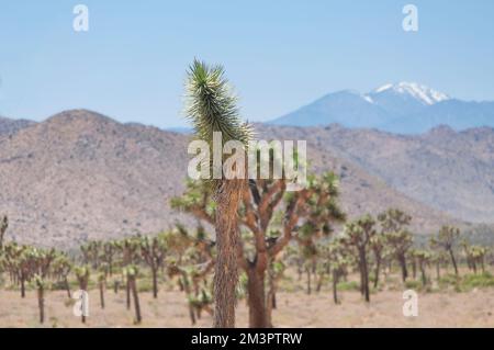 Yucca-Palmenkakti wachsen in der trockenen Wüstenlandschaft im joshua Tree-Nationalpark im sonnigen kalifornien. Stockfoto
