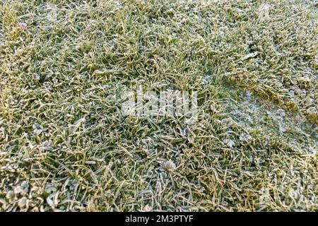 Grünes Gras bedeckt mit Eis und Frost in der Wintersaison in europa, Großbritannien Stockfoto