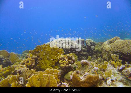 Schöne Brain Coral Im Karibischen Meer. Blaues Wasser. Entspannt, Curacao, Aruba, Bonaire, Tier, Tauchen, Meer, Unterwasser, Unterwasser-Foto Stockfoto