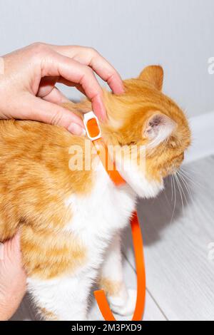 Der Besitzer legt dem roten Kätzchen ein Parasitenhalsband an. Prävention parasitärer Erkrankungen bei Tieren. Stockfoto