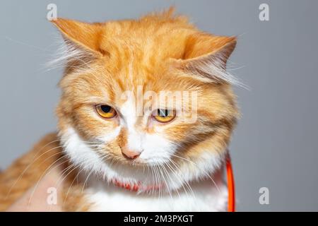 Eine verärgerte rothaarige junge Katze mit Flohhalsband. Tierpflege. Stockfoto