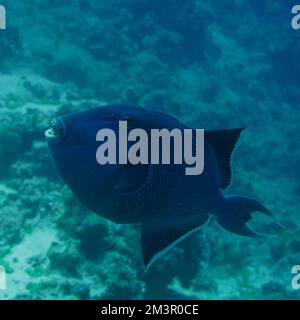 Schöner Picasso Titan Triggerfish, Auslöser Fische an einem bunten Korallenriff im Roten Meer in Ägypten. Blaues Wasser, Hurghada, Sporttauchen, Unterwasser Stockfoto