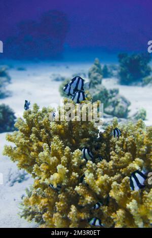 Wunderschönes Korallenriff mit vielen bunten Fischen und Goldfischen im Roten Meer in Ägypten. Blaues Wasser, Hurghada, Sporttauchen, Ozean, Unterwasser Stockfoto