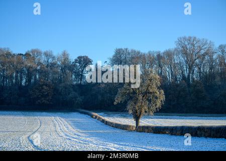 Wiesen und Bäume mit Schnee Stockfoto