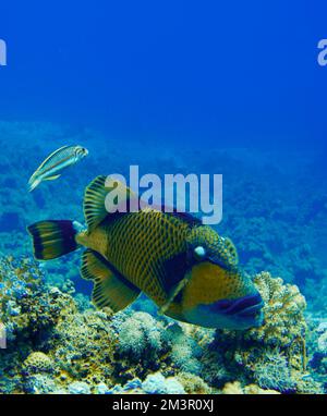 Schöner Picasso Titan Triggerfish, Auslöser Fische an einem bunten Korallenriff im Roten Meer in Ägypten. Blaues Wasser, Hurghada, Sporttauchen, Unterwasser Stockfoto