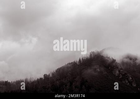 Ferne Bäume im Nebelmonochrom Stockfoto