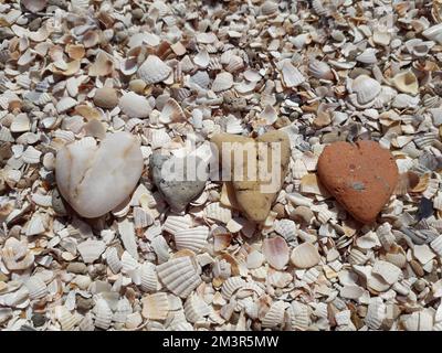 Vier herzförmige Steine liegen auf Muscheln an der Küste. Nahaufnahme Stockfoto