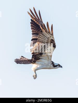 Ein Fischadler (Pandion haliaetus) im Flug gegen den klaren Himmel auf den Florida Keys, USA. Stockfoto