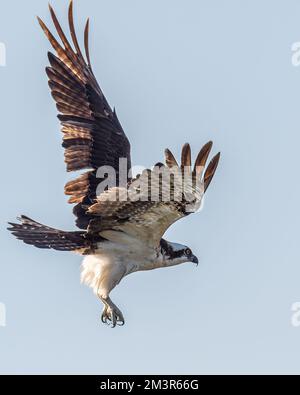 Ein Fischadler (Pandion haliaetus) im Flug gegen den klaren Himmel auf den Florida Keys, USA. Stockfoto