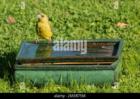 Greenfinch steht auf dem Tisch mit Wasser im grünen Gras und sieht von vorne links Stockfoto