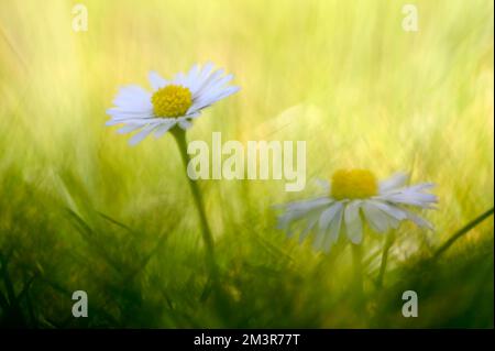 Gänseblümchen (Bellis perennis), zwei Blüten auf einer Wiese, Garten, Oberhausen, Ruhrgebiet, Nordrhein-Westfalen, Deutschland Stockfoto
