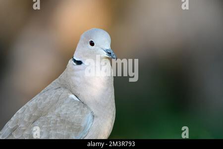 Eurasische Halsentaube (Streptopelia decaocto), Porträt, Naturschutzgebiet Dingdener Heide, Nordrhein-Westfalen, Deutschland Stockfoto