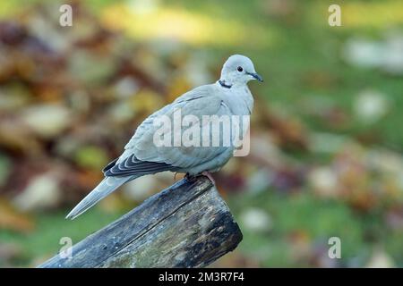 Eurasian Collared Dove sitzt auf dem Baumstamm rechts Stockfoto