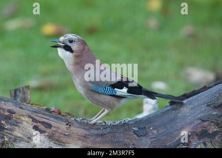 Eurasian Jay mit Nuss im Schnabel sitzt auf Baumstumpf und sieht nach links Stockfoto