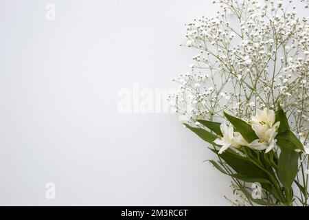 Draufsicht der Atem Ihres Babys weiße Lilien Blüten weißer Hintergrund. Auflösung und hochwertige Fotos Stockfoto