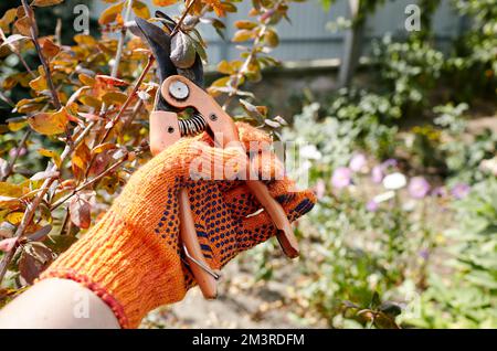 Mann im Garten im Hinterhof. Hände von Mans mit einer Gartenschere, die verwelkende Blumen auf dem Busch abschneidet. Saisonale Gartenarbeit, Beschneiden von Pflanzen mit Beschneidung Scheren in der Stockfoto