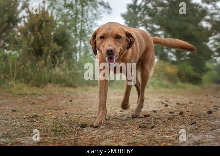 Fox Red Labrador läuft im Wald auf die Kamera zu Stockfoto