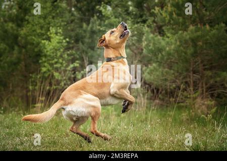 Fox Red Labrador spielt im Wald mit seinem Ball glücklich Stockfoto