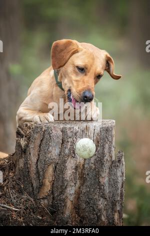 Fox Red Labrador Hündchen hat Spaß mit seinem Ball auf einem Baumstumpf im Wald Stockfoto