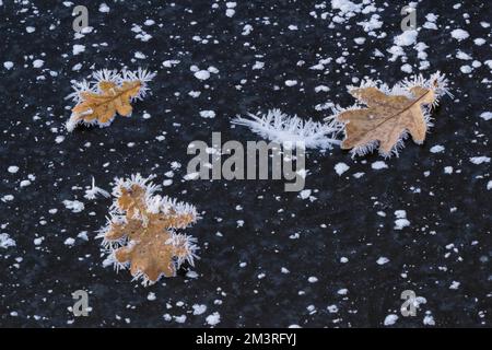 Mit Eiskristallen bedeckte Eichenblätter auf gefrorener Wasseroberfläche, Hessen, Deutschland Stockfoto