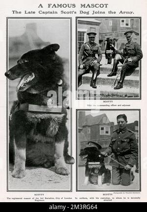 Scotty, der Hund von Captain Robert Falcon Scott, der 1912 mit Scott zum Südpol ging und mit der Hilfstruppe ging, um die Leiche seines verstorbenen Meisters zu finden. Anschließend wurde er dem 3.. Bataillon, City of London Regiment, von Captain F. Keith Jones als Regimentsmaskottchen vorgestellt. Dem Titel nach war Scotty sehr wild und der Tod von drei Eseln lag an ihm. Datum: 1915 Stockfoto