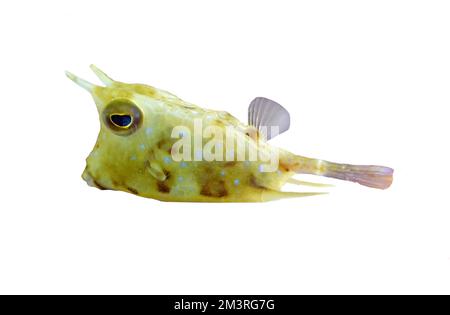 Longhorn-Kuhfisch (Lactoria cornuta), freie Sicht, Rotes Meer, Ägypten, weißer Hintergrund Stockfoto