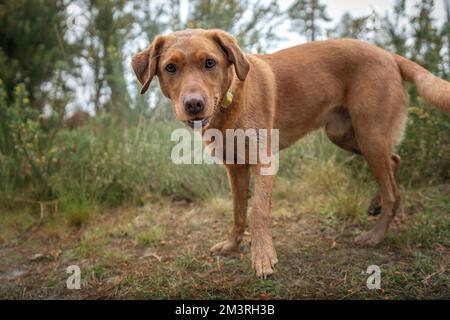 Fox Red Labrador, der im Wald steht und glücklich ist Stockfoto