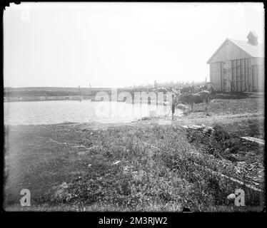 Salem, Baker's Island, Aussicht, Teich, Inseln, Seen und Teiche, Kühe. Frank Cousins Glass Plate Negatives Collection Stockfoto