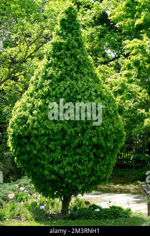 Europäischer Hornbalken, Carpinus betulus „Columnaris Nana“, Carpinus-Baum, Hornbalken, kleiner Garten, Laubbaumform Stockfoto