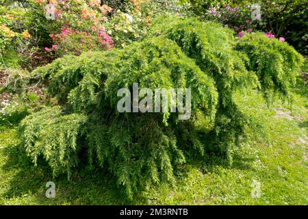 Cedrus deodara „Feeling Blue“, Deodar Cedar, Garten, Zedernbaum Stockfoto