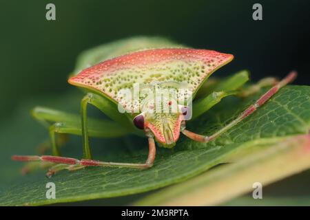 Frontalansicht eines Teneral Hawthorn Shieldbug (Acanthosoma haemorrhoidale) in Ruhe auf Efeu-Blatt. Tipperary, Irland Stockfoto