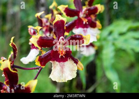 Tropische Blumen Stockfoto