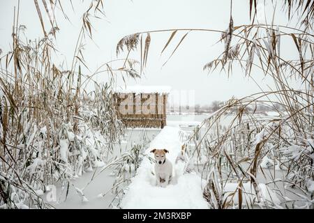 Friedliche minimalistische Winterlandschaft mit einem Hund auf einem gefrorenen See. Schilf mit Schnee bedeckt und eine Hütte im Hintergrund. Wabi-Sabi-Konzept im japanischen Stil Stockfoto