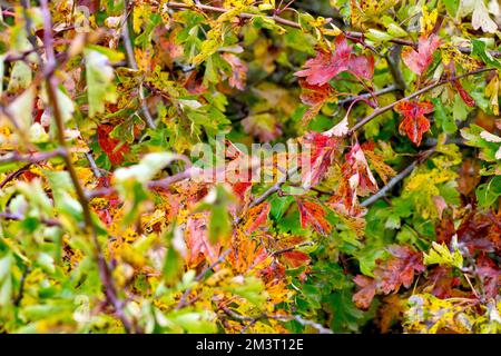 Weißdorn, Weißdorn oder Maibaum (crataegus monogyna), Nahaufnahme mit den Blättern des Strauchs, die im Herbst ihre Farbe wechseln. Stockfoto